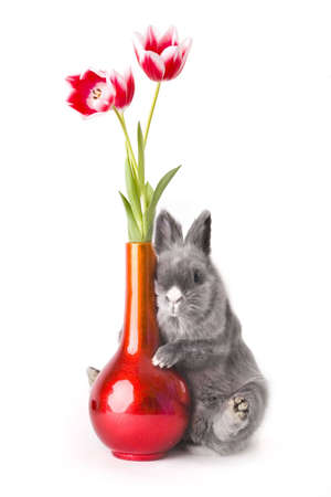  bunny hugging a vase with tulipsの写真素材