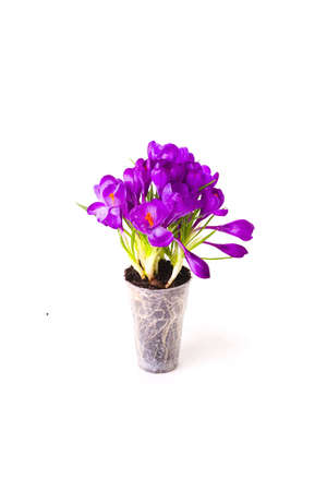 Crocus natural bouquet, isolated on whiteの写真素材