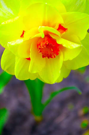 Yellow narcissus close-upの写真素材