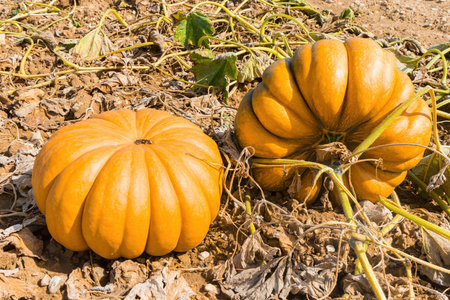 Ripe pumpkins in sunlit field showcasing autumn harvest abundanceの写真素材