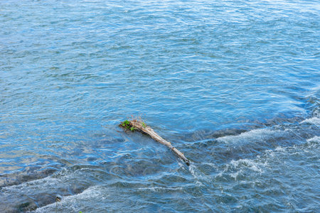 Driftwood floating on clear river waterの写真素材