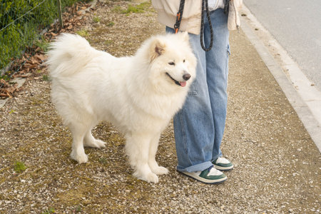 Fluffy white dog standing with owner outdoors on gravel.の写真素材