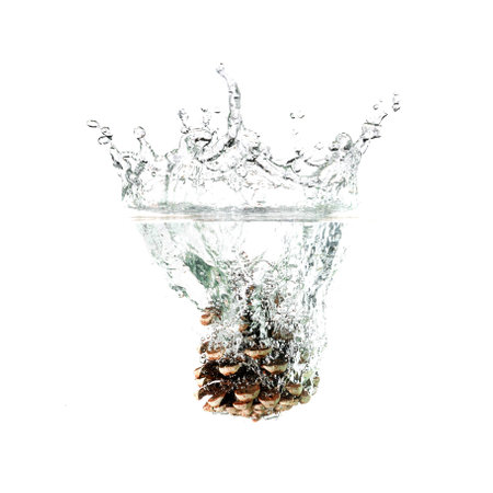 Pine cone splash on water, isolated on white background. Use for extract advertising.の写真素材