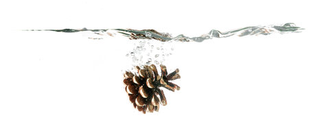 Pine cone splash on water, isolated on white background. Use for extract advertising.の写真素材