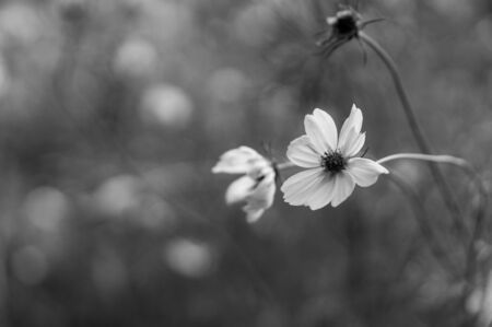 Black and White Flower Macroの写真素材