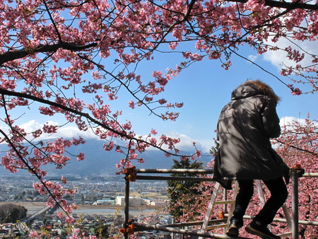 a man sitting under Sakura branch with beautiful blooming flowerの写真素材