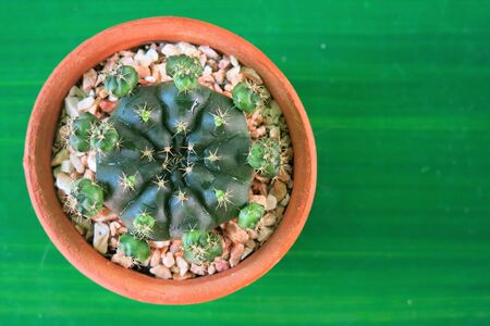 the top view of a cactus in the brown clay pot on the green backgroundの写真素材