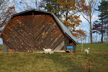 Goats On Hill At Barn