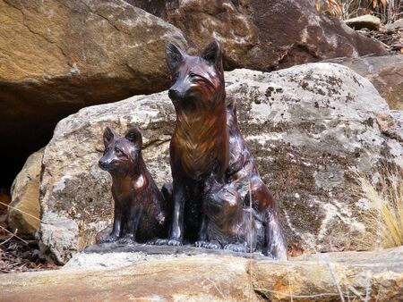 Foxesの写真素材