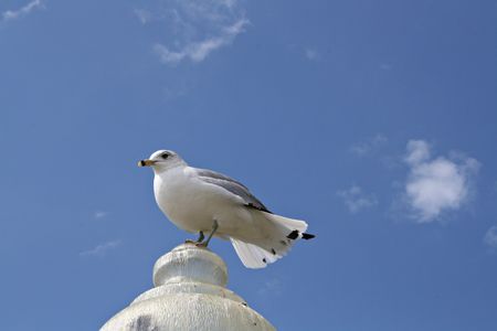 Seagullの写真素材