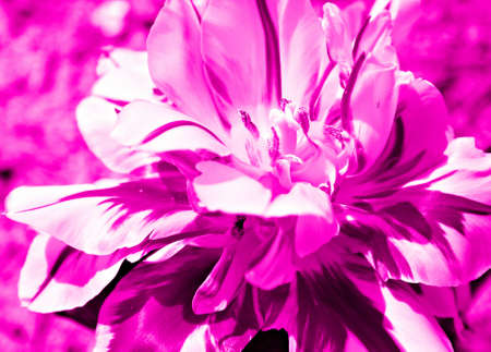 Double Tulipの写真素材