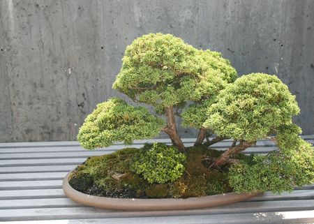 Bonsaiの写真素材