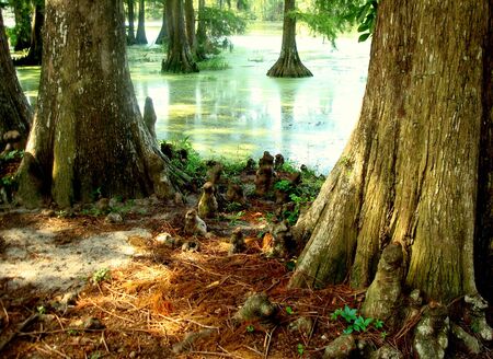 Unusual Tree Rootsの写真素材