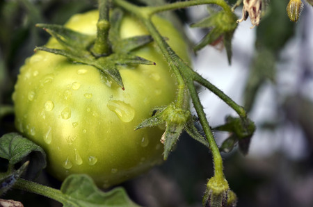 An image of a green tomato with rain drops.の写真素材