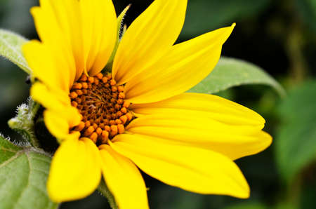 A close up image of a miniature yellow sunflower.
