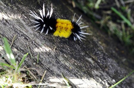 A top view image of a fuzzy yellow and black caterpillar.の写真素材