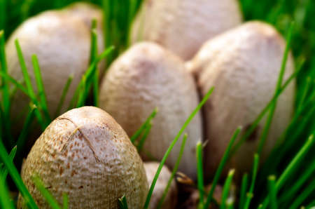 An image of wild mushrooms growing in the grass.の写真素材
