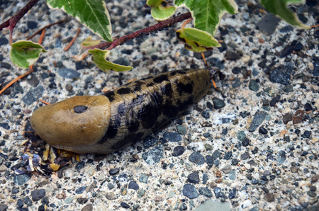 A close up image of a green and black spotted slug on a cement walkway.