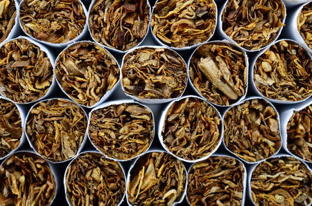 A close up image of the tobacco end of commercially made cigarettes.の写真素材