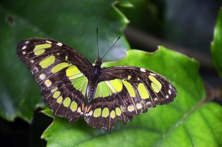 An image of a Malachite butterfly on a green leaf.の写真素材