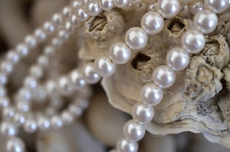 Oyster Shell and Pearl Necklaceの写真素材