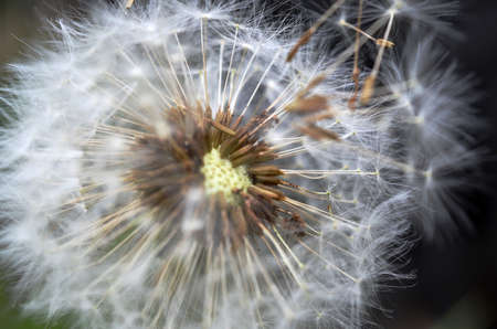 Dandelion Seed Close Upの写真素材