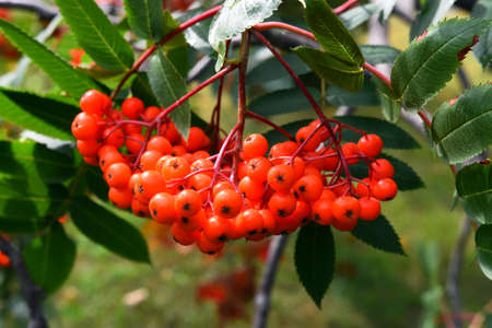 Red Rowan Berries - Close Upの写真素材