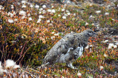 Brown Ptarmiganの写真素材