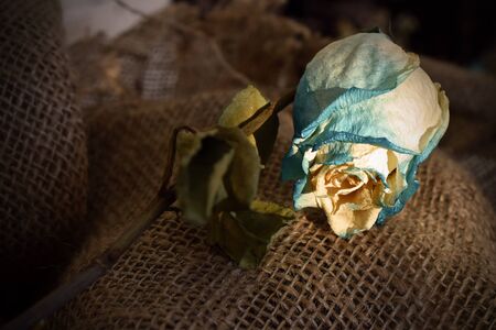 Single Dried Rose on Burlapの写真素材