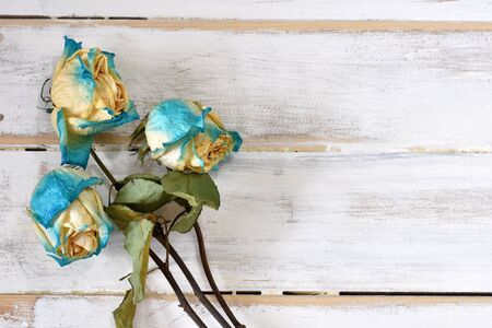 Three Dried Blue Rosesの写真素材