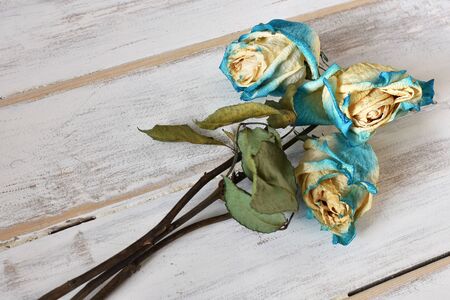 Three Dead and Dried Up Rosesの写真素材