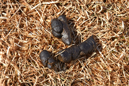 Dog Poop Close Upの写真素材