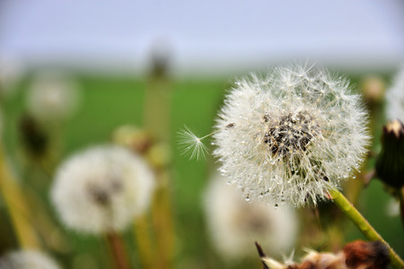 Dandelion Flower Close Upの写真素材