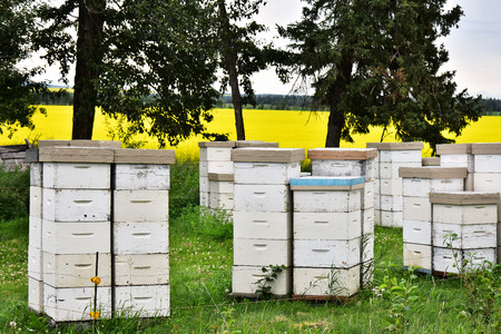 Wooden Honey Beehives in a Field