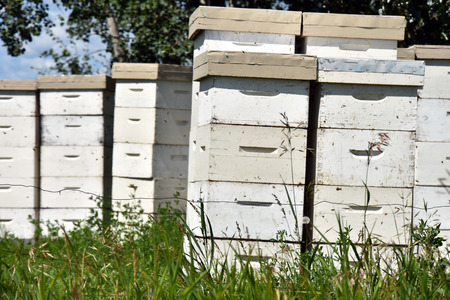 Wooden Honey Beehives in a Fieldの写真素材