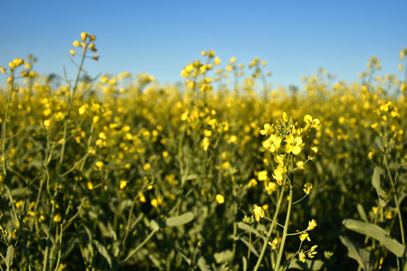 Canola Plant Close Upの写真素材