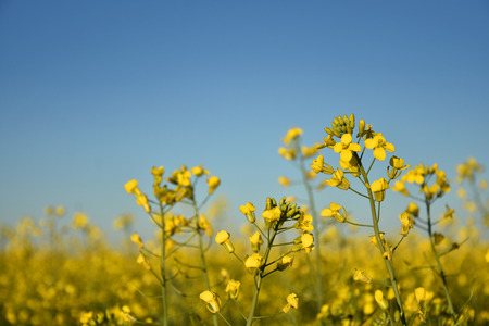 Canola Plant Close Upの写真素材