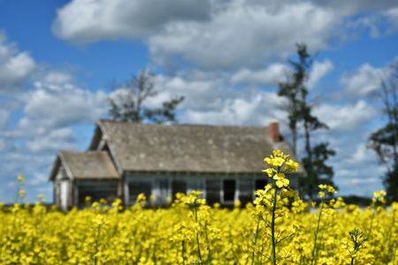 Canola Field and Abandoned Farmhouseの写真素材