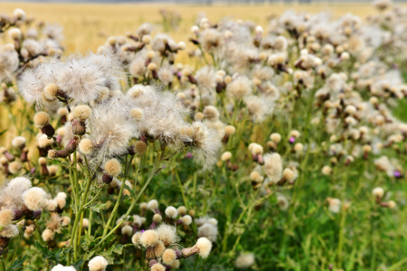 Canada Thistle Plant in Seed Stageの写真素材