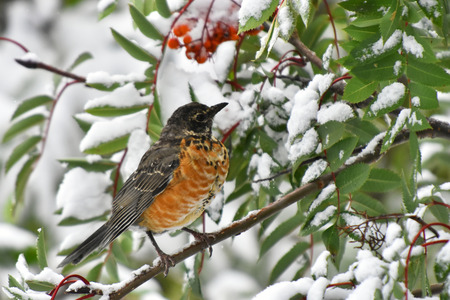 Red Robin Bird and Rowan Berriesの写真素材