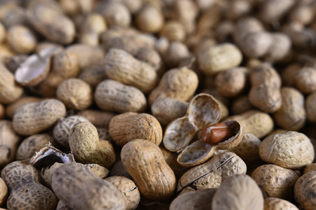 Peanut Shell Close Upの写真素材