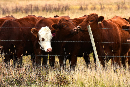 Beef Cattle Background