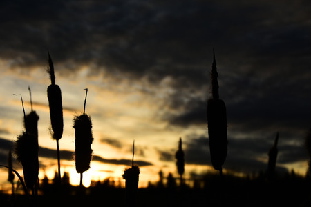 Cattail Silhouetteの写真素材