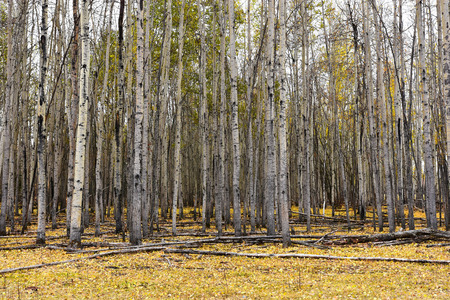 Poplar Tree Backgroundの写真素材