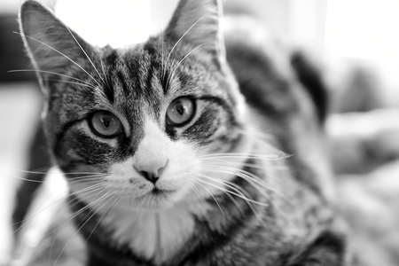 Young Tabby Cat Close Upの写真素材
