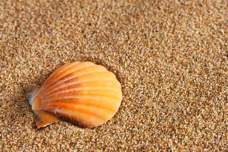 Seashells and Sand Backgroundの写真素材