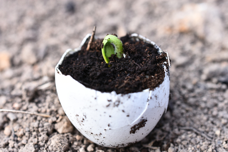 Pumpkin Seedling Close Upの写真素材
