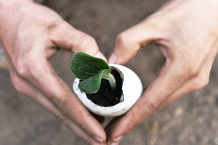 Pumpkin Seedling Close Upの写真素材