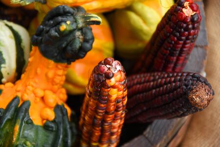 Mini Gourds and Colorful Harvest Corn