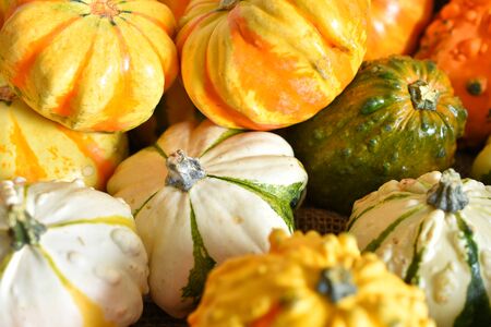 Mini Harvest Gourdsの写真素材